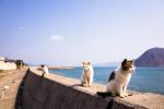 Cat Island i Japan