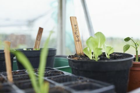 Salatfrøplanter i drivhus