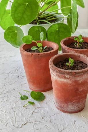 pilea peperomioides er en veldig populær plante for øyeblikket og den ubestridte dronningen i sosiale nettverk, også kjent som misjonsplante, pannekakeplante eller kinesisk pengeanlegg