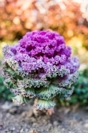 vertikal, nærbilde, av, høy, purpur, grønnkål, plante, inn, gardenvertical, closeup, av, høy, lilla grønnkål, plante, inn, hage