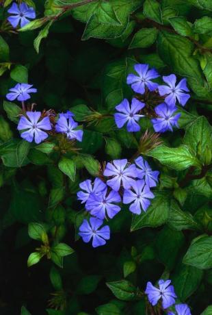 Blomster og blader fra Ceratostigma willmottianum