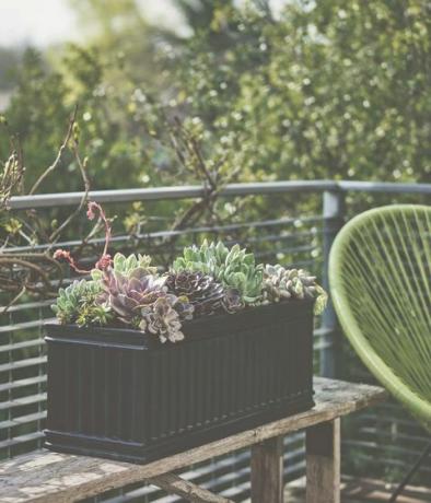 Modern Container Gardening book: How to Create a Stylish Small-space Garden Anywhere av Isabelle Palmer (Hardie Grant, £ 16)