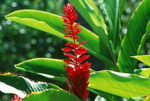 tropiske-planter-hedychium-aurantiacum