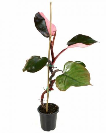 Rosa prinsesse Philodendron
