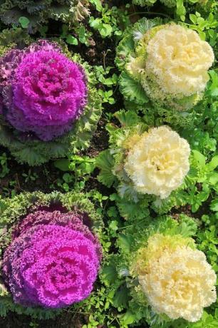 vinterblomster i hagen i levent, istanbul, kalkun