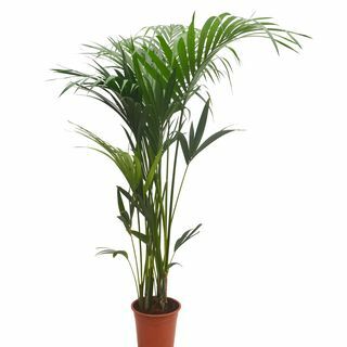 Kentia 27 cm