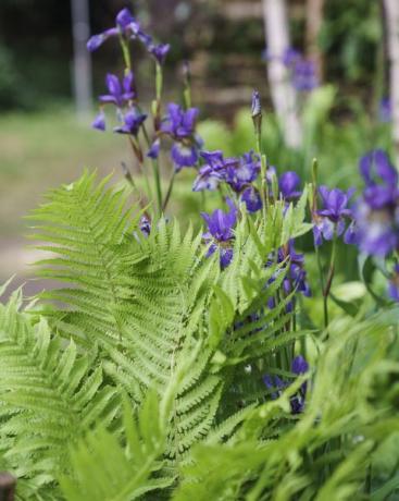 chelsea flower show 2022 the plantman's ice garden designet av john warland sanctuary garden