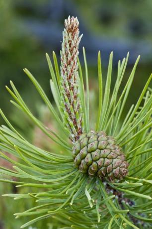 Lodgepole Pine (Pinus contorta) med en umoden kvinnelig frøkjegle
