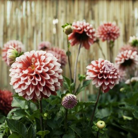 Røde og hvite dahliaer blomstrer i en hage.