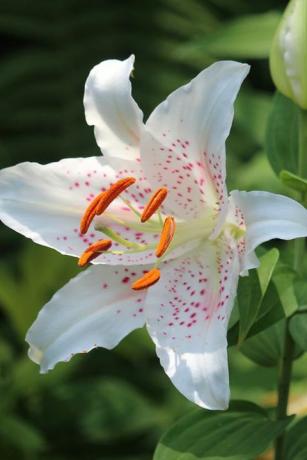 nærbilde av vakre hvite liljer som vokser i en sommerhage natur