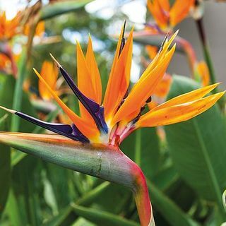 Strelitzia 'Bird of Paradise'