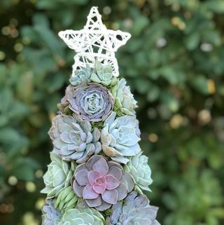 Aurora Succulent Tree