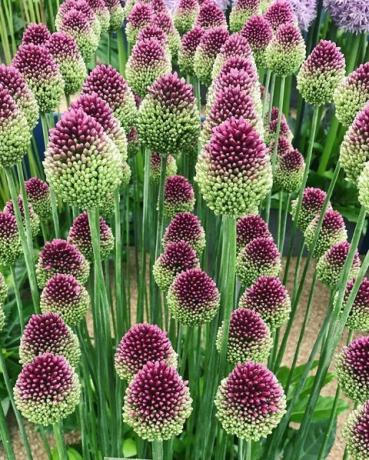 chelsea flower show alliums