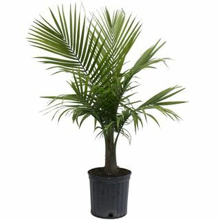 10-in Majesty Palm i Plastic Pot