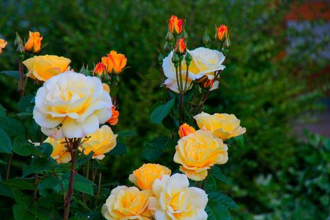 Nærbilde av roseplanten på bakgården