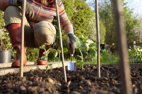 Å plante bønner i grønnsakshage