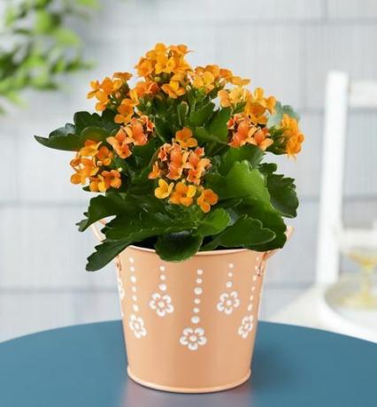 sitrus kalanchoe plante