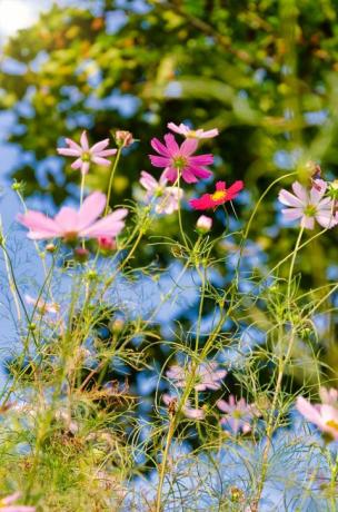 Ville blomster som blomstrer i felt