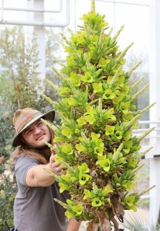 hagebruk callum munro faure beundrer puya chilensis som har kommet i blomst for bare andre gang i sin historie på rhs garden wisley, surrey dette morgen første gang det blomstret i drivhuset på wisley for 8 år siden, vil drivhuset gjenåpnes for publikum mandag 17. mai etter den nye regjeringen retningslinjer