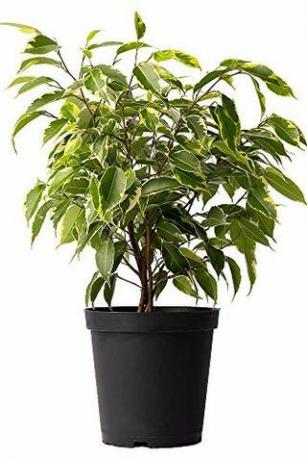 Spraglete Ficus Tree, 6 "potte